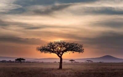 Safari in Tanzania e Masai Mara: la Grande Natura Africana