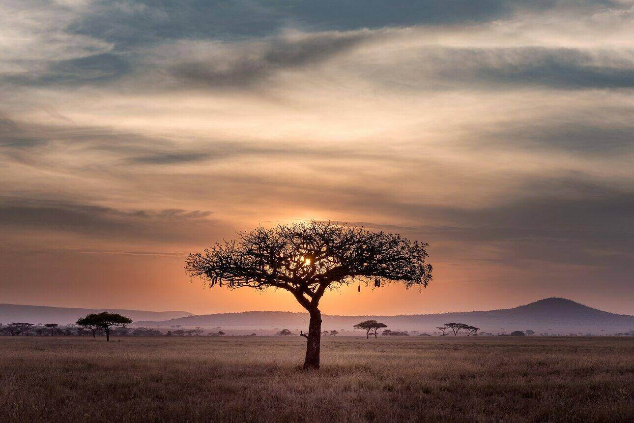rsz_1hu-chen-60xloogwkfa-unsplash Safari in Tanzania